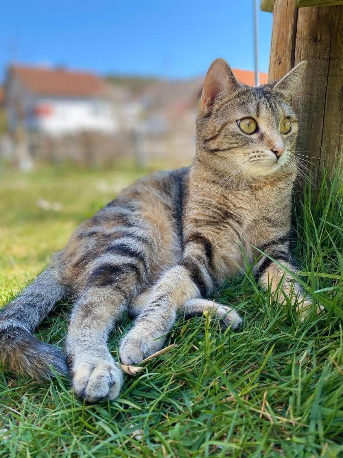 Naturspiel Posing Kültér fotó